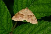 Plagodis pulveraria