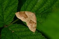 Plagodis pulveraria