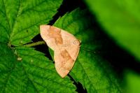 Plagodis pulveraria