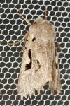 Orthosia gothica