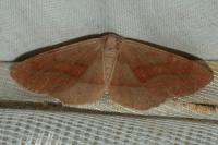 Hylaea fasciaria
