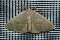 Hylaea fasciaria