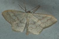 Scopula floslactata