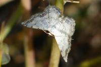 Scopula decorata