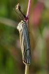 Spiris striata