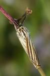 Spiris striata