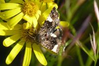 Tyta luctuosa