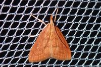 Anania testacealis