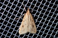 Udea numeralis