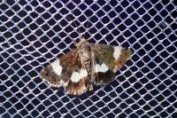 Tyta luctuosa