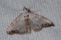 Nola infantula