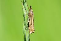 Crambus lathoniellus