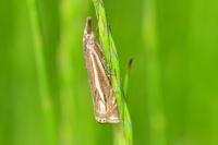 Crambus lathoniellus