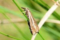 Crambus lathoniellus