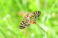 Euclidia mi