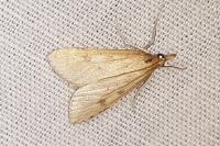 Udea numeralis
