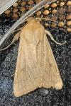 Mythimna vitellina