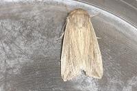 Mythimna riparia