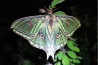 Graellsia isabellae