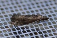 Schrankia costaestrigalis