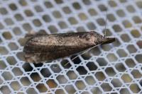 Schrankia costaestrigalis