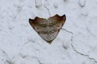 Laspeyria flexula