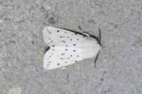 Spilosoma lubricipeda
