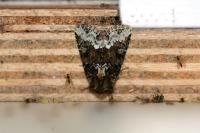 Oligia strigilis/versicolor