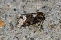 Oligia strigilis/versicolor
