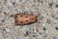 Agrotis exclamationis exclamationis