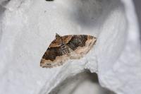 Xanthorhoe ferrugata