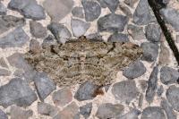Peribatodes rhomboidaria rhomboidaria