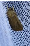 Mythimna riparia