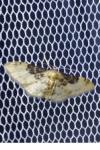 Idaea filicata
