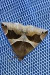 Dysgonia algira