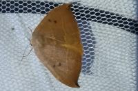 Watsonalla uncinula