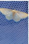Idaea subsericeata