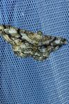 Peribatodes umbraria umbraria