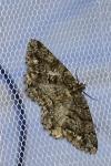 Peribatodes ilicaria ilicaria