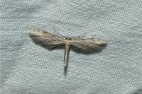Idaea attenuaria