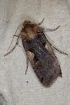 Xestia c-nigrum