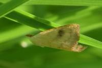 Rivula sericealis
