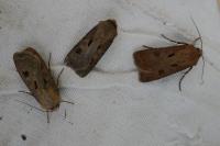 Agrotis exclamationis exclamationis