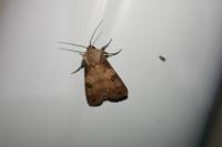 Agrotis puta