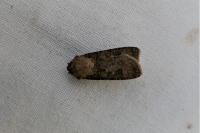 Agrotis segetum