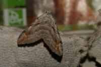 Aplocera efformata/plagiata