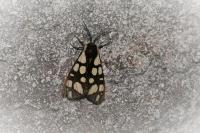 Arctia villica