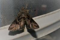 Autographa gamma