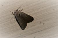 Caradrina flavirena