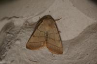 Charanyca trigrammica